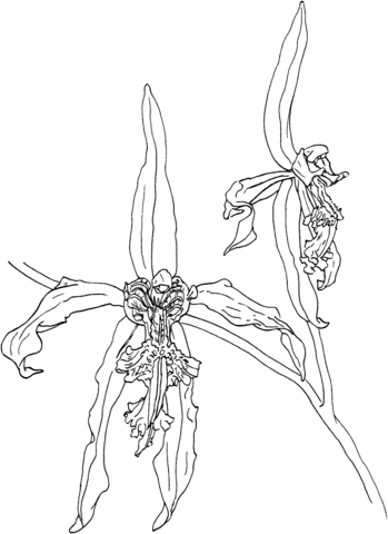 Black Orchid Coloring Page